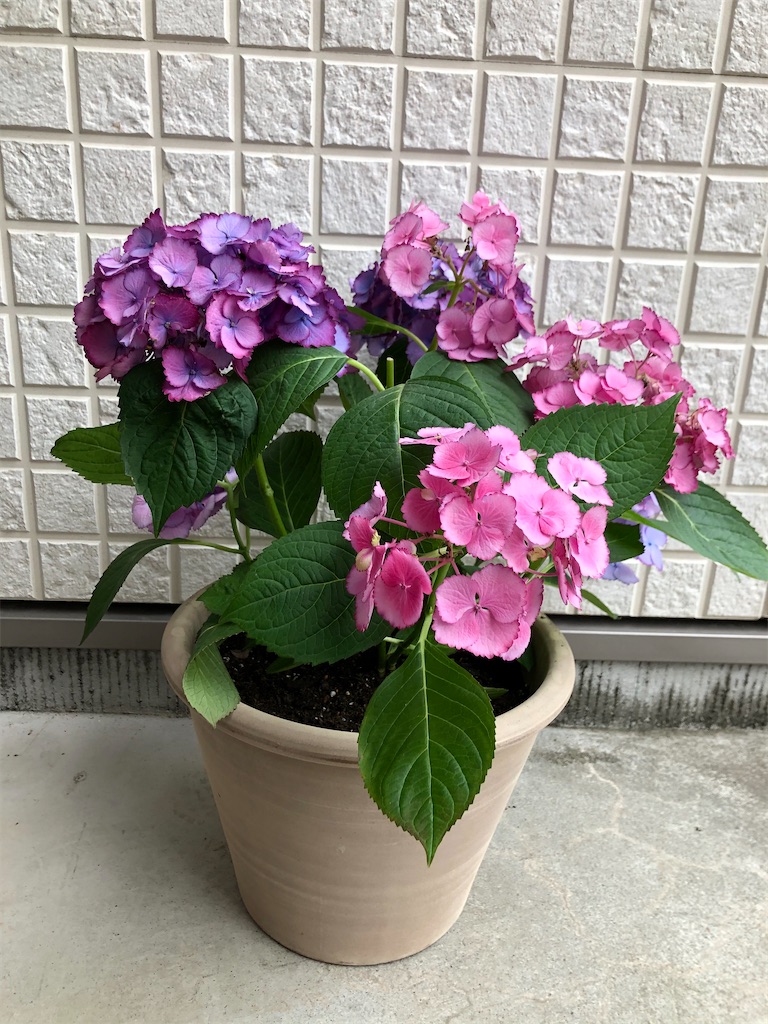 f:id:christmas_rose_2019:20211013065748j:plain