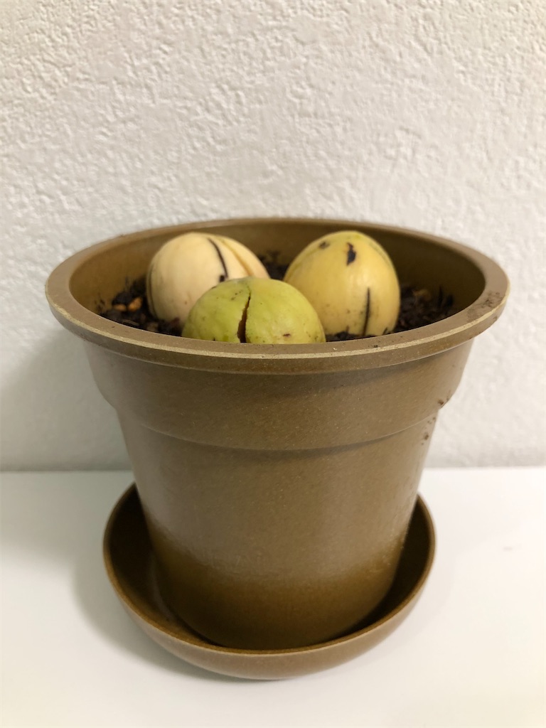 f:id:christmas_rose_2019:20211015174629j:plain
