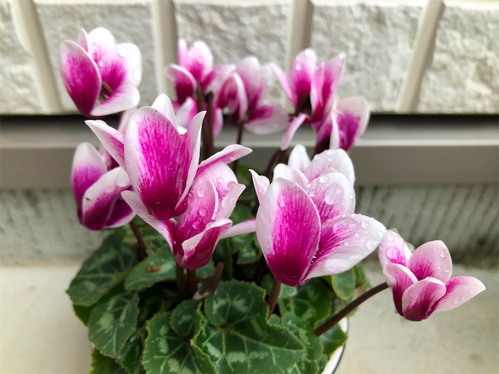 f:id:christmas_rose_2019:20211016203009j:plain