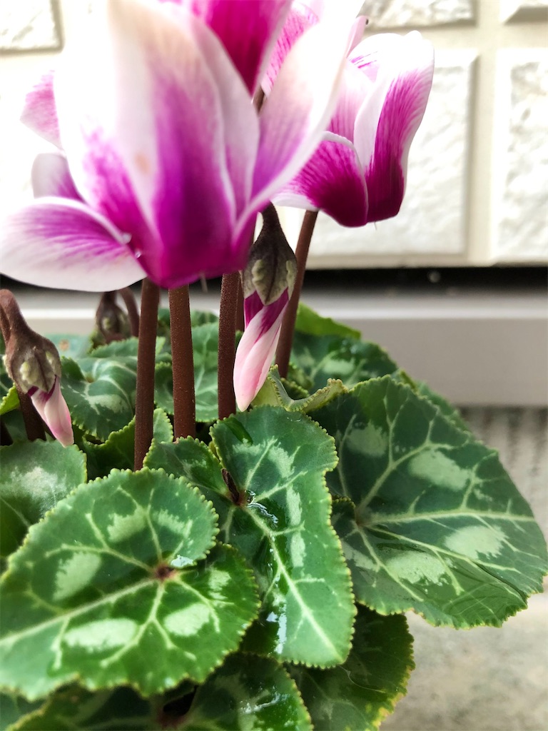 f:id:christmas_rose_2019:20211016203130j:plain