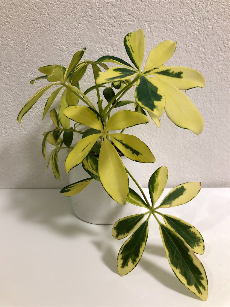 f:id:christmas_rose_2019:20211021204748j:plain