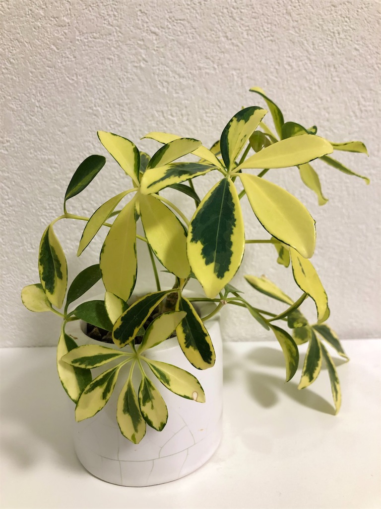 f:id:christmas_rose_2019:20211021204751j:plain