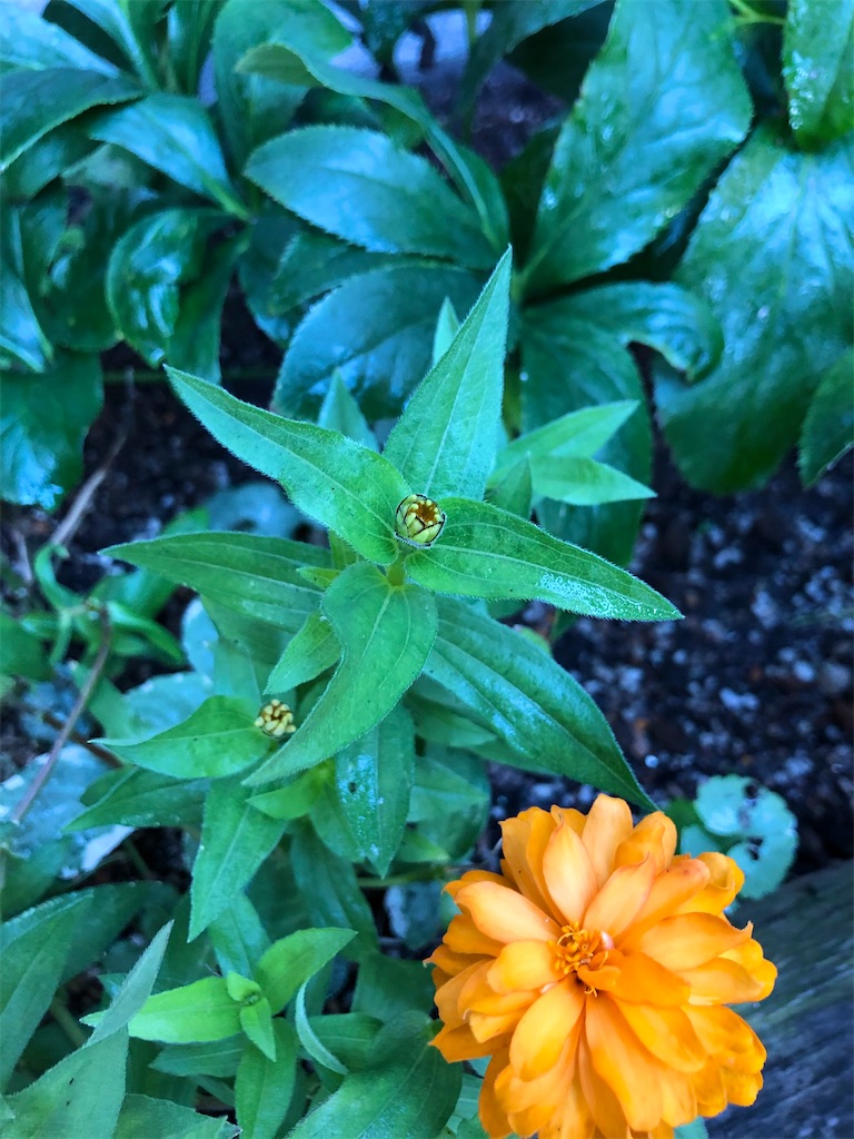 f:id:christmas_rose_2019:20211024160421j:plain