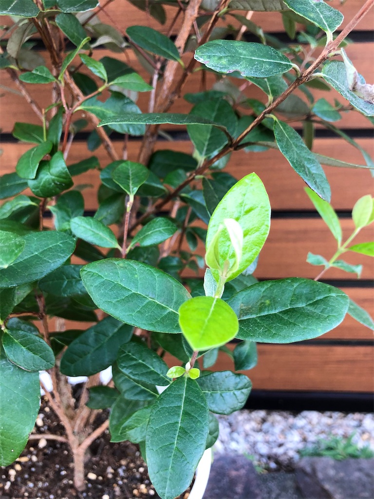 f:id:christmas_rose_2019:20211025201728j:plain