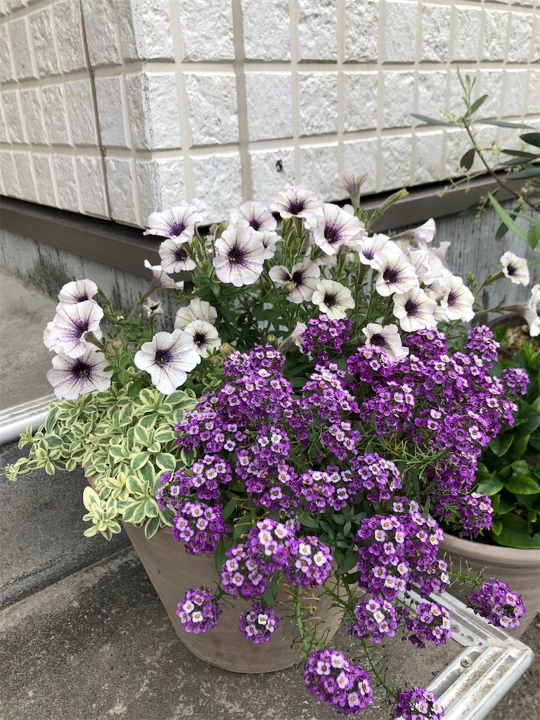 f:id:christmas_rose_2019:20211027162636j:plain