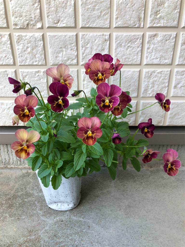 f:id:christmas_rose_2019:20211027163127j:plain