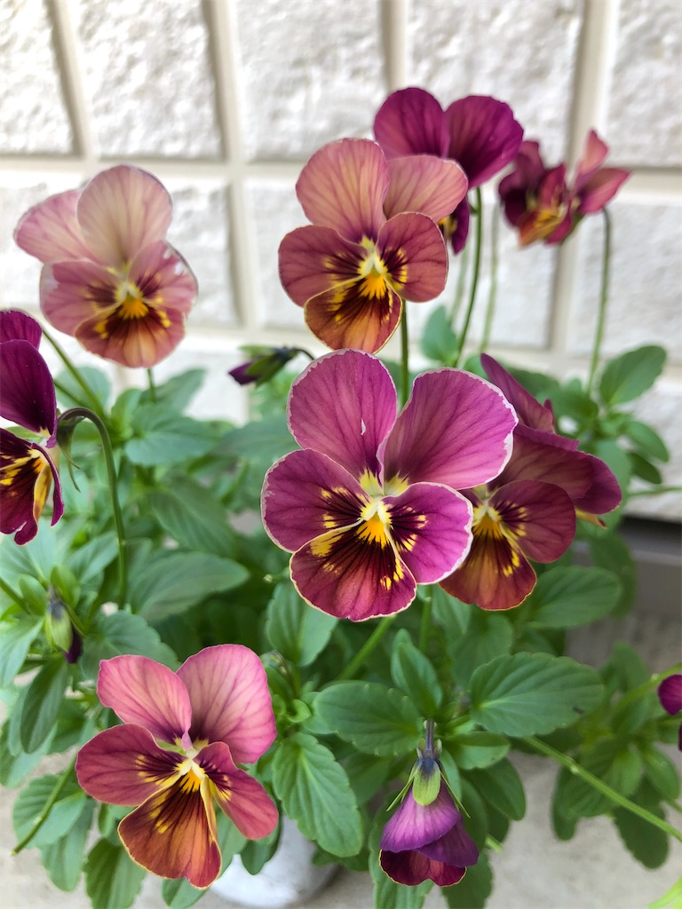 f:id:christmas_rose_2019:20211027163132j:plain