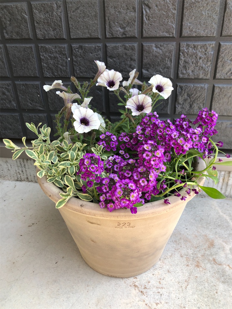 f:id:christmas_rose_2019:20211027163932j:plain