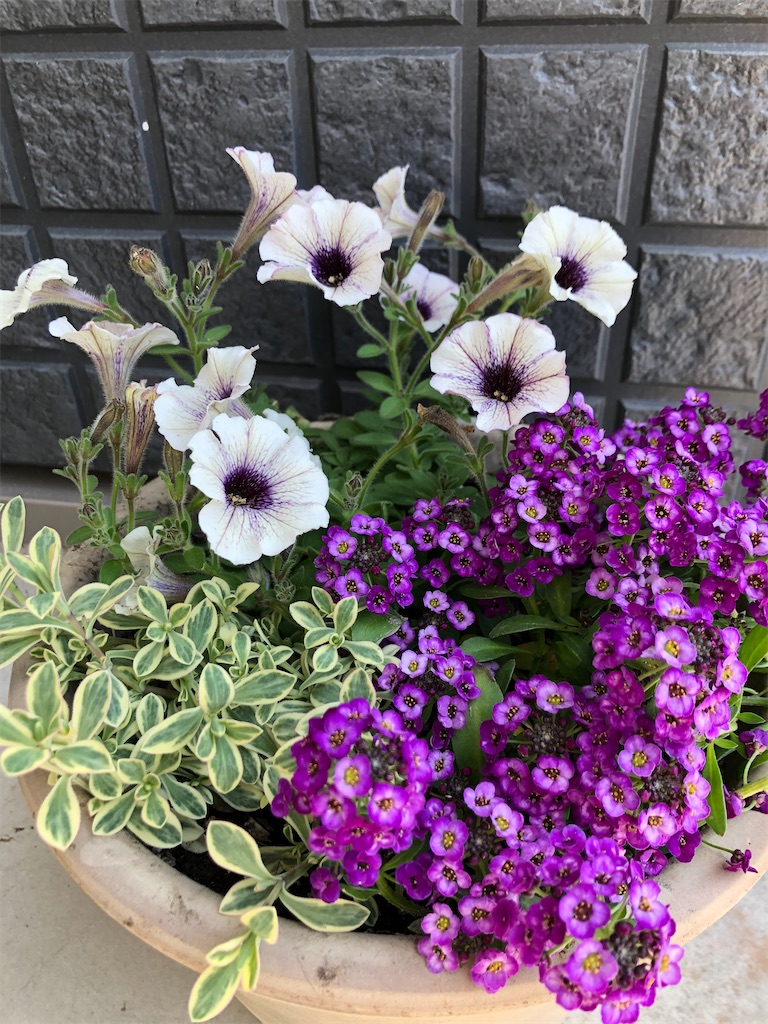 f:id:christmas_rose_2019:20211027163935j:plain