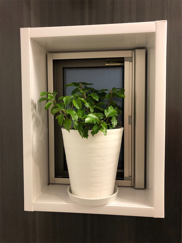 f:id:christmas_rose_2019:20211028200018j:plain