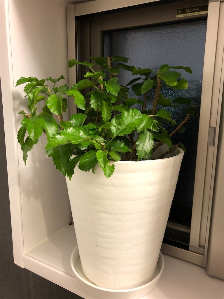 f:id:christmas_rose_2019:20211028200021j:plain