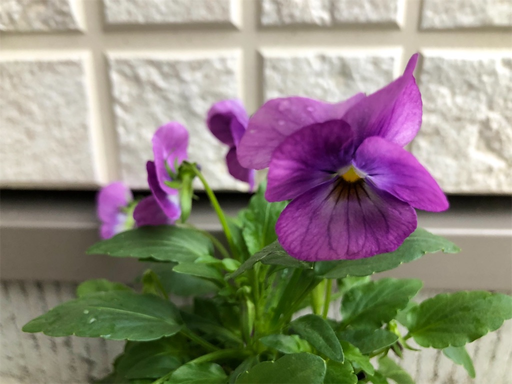f:id:christmas_rose_2019:20211110113051j:plain