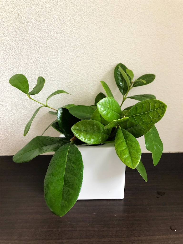 f:id:christmas_rose_2019:20211208110803j:plain