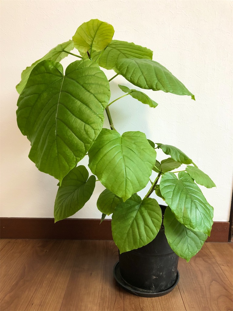 f:id:christmas_rose_2019:20220101190635j:plain
