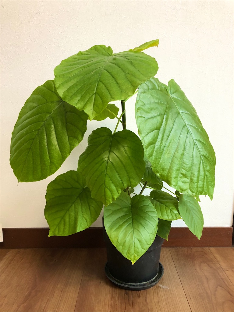 f:id:christmas_rose_2019:20220101190638j:plain