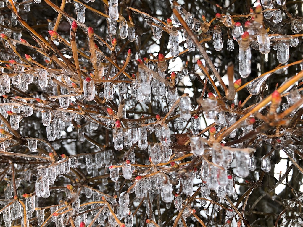 f:id:christmas_rose_2019:20220101191006j:plain