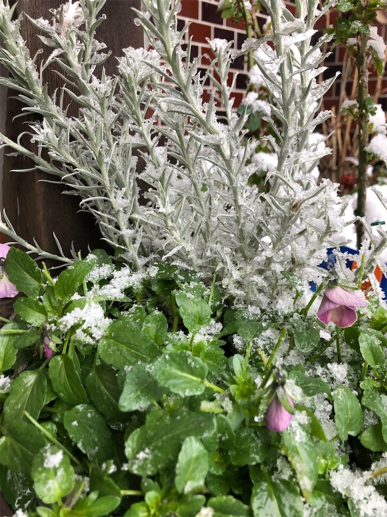 f:id:christmas_rose_2019:20220101191532j:plain