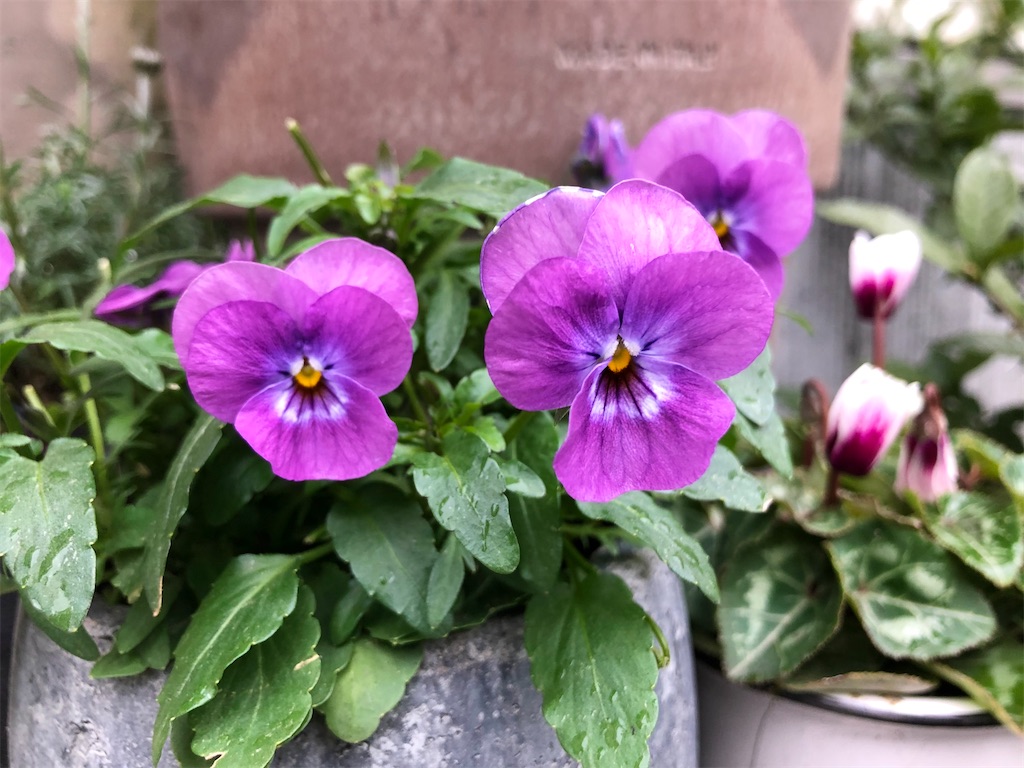 f:id:christmas_rose_2019:20220110075029j:plain