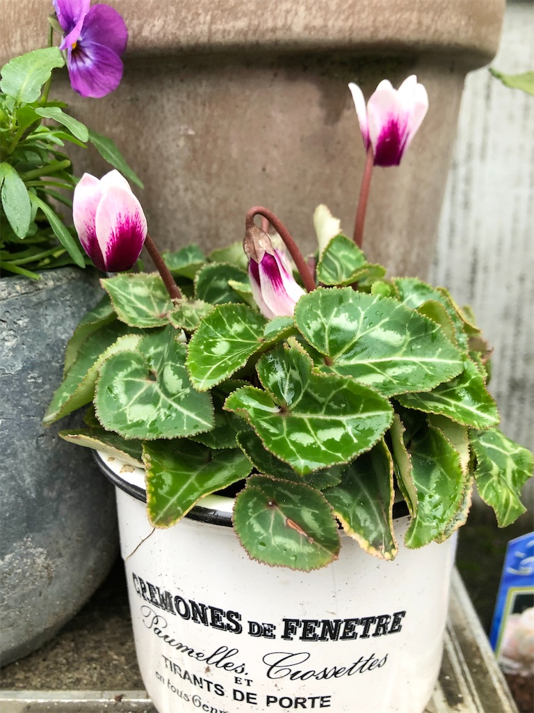f:id:christmas_rose_2019:20220110075221j:plain