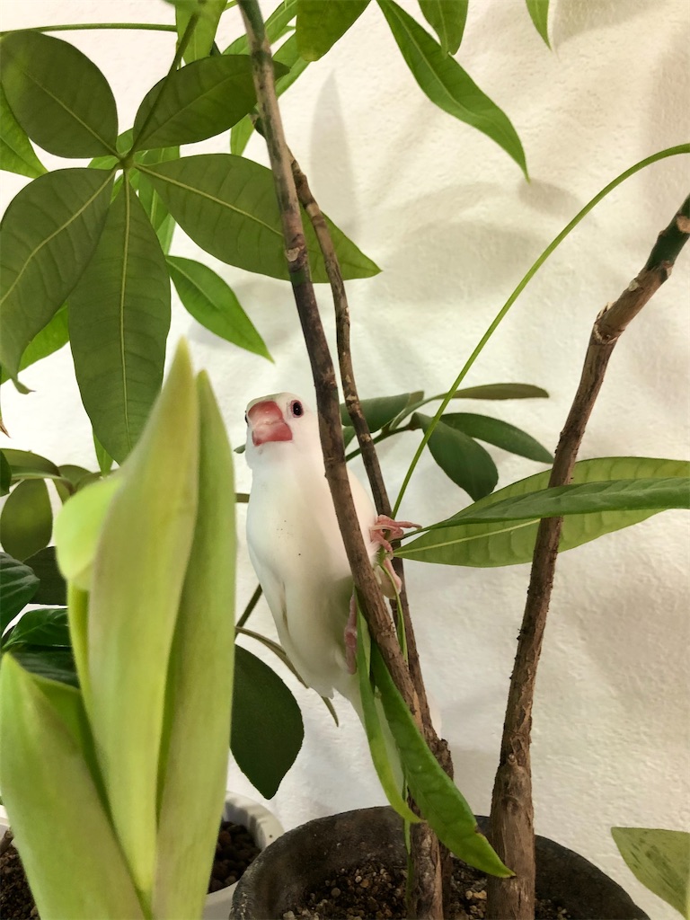 f:id:christmas_rose_2019:20220110100257j:plain