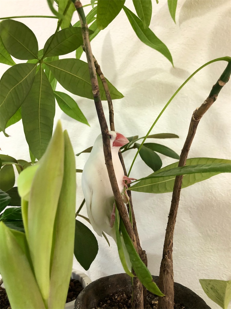 f:id:christmas_rose_2019:20220110100303j:plain