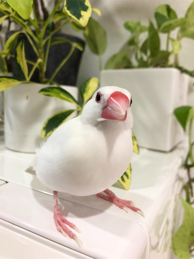 f:id:christmas_rose_2019:20220110100307j:plain