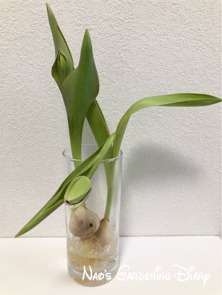 f:id:christmas_rose_2019:20220123121129j:plain