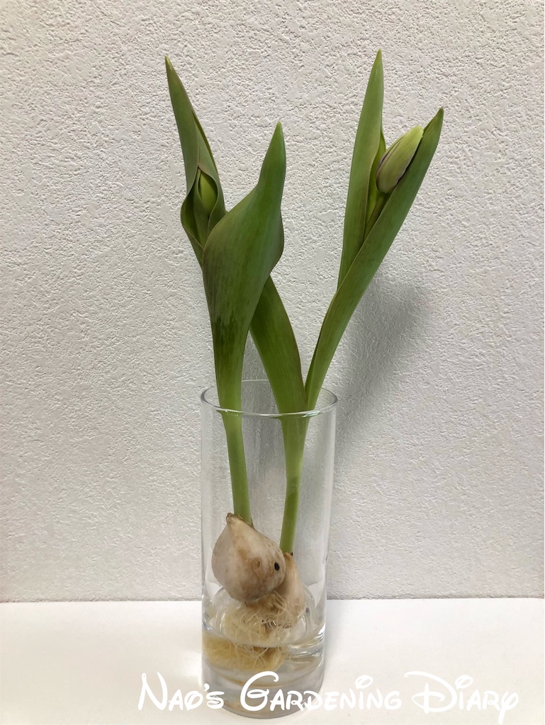 f:id:christmas_rose_2019:20220123121136j:plain