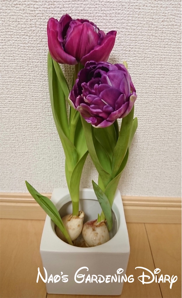 f:id:christmas_rose_2019:20220123121616j:plain