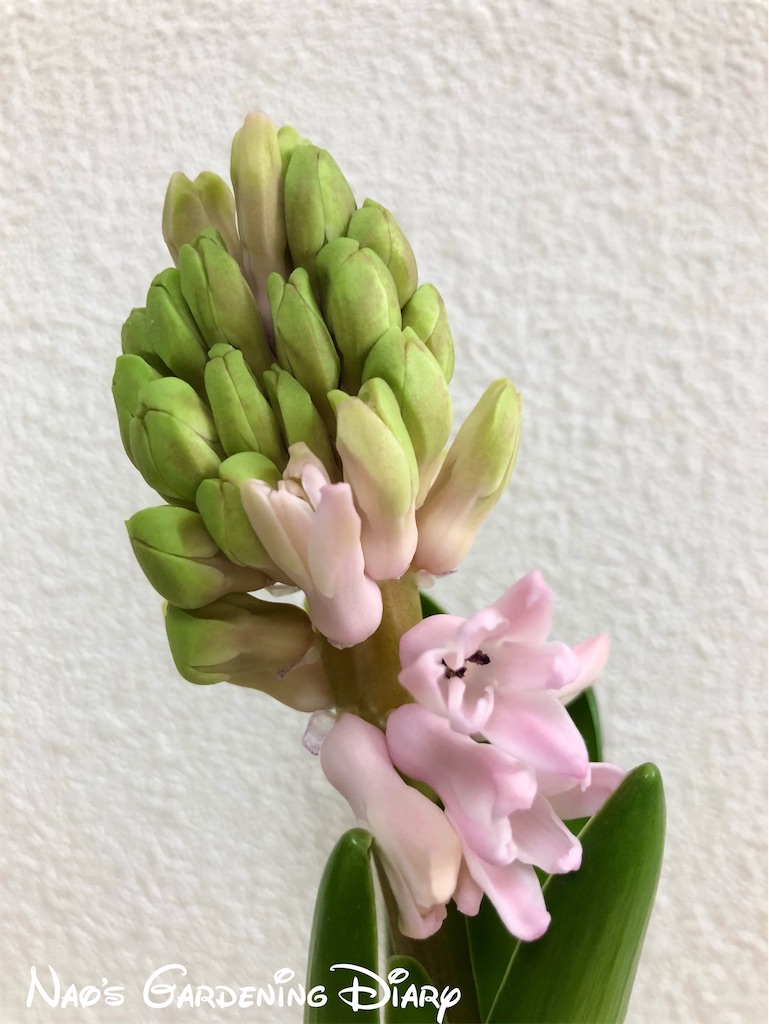 f:id:christmas_rose_2019:20220126111326j:plain