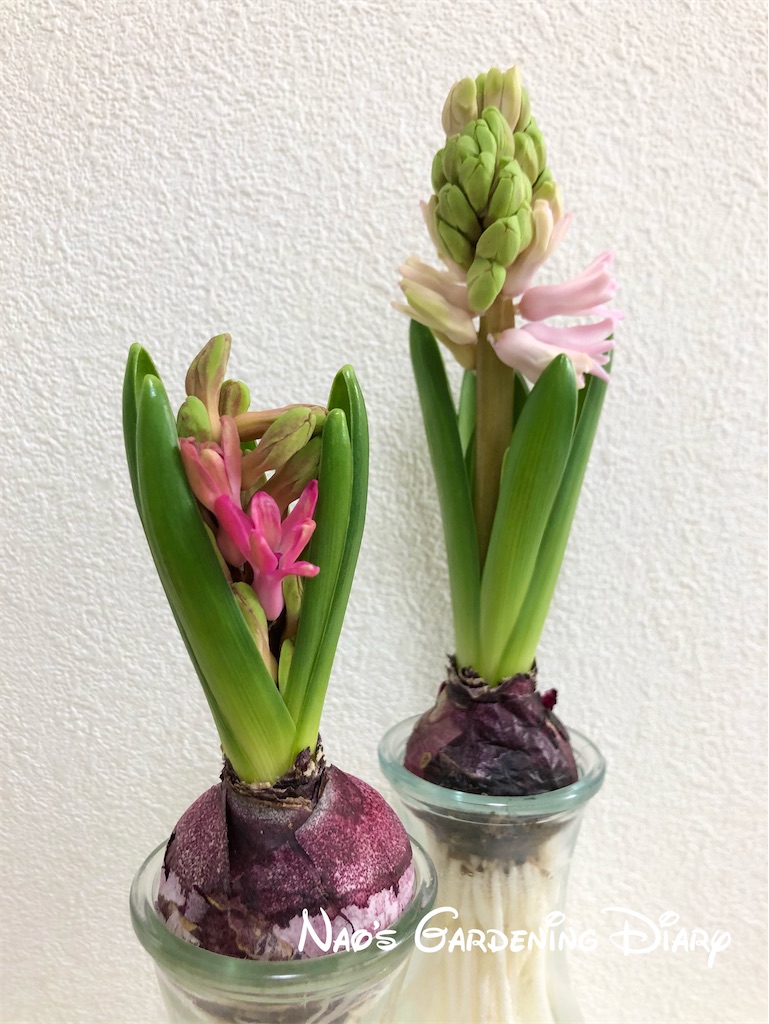 f:id:christmas_rose_2019:20220126111331j:plain