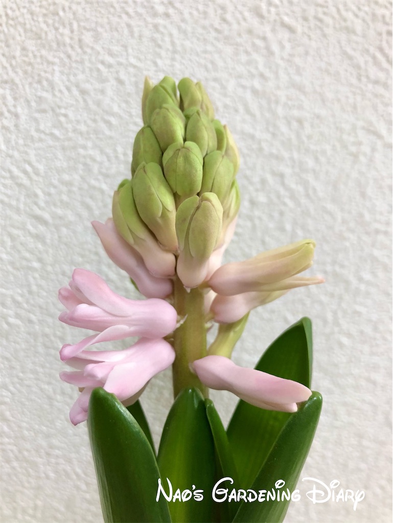f:id:christmas_rose_2019:20220126111335j:plain