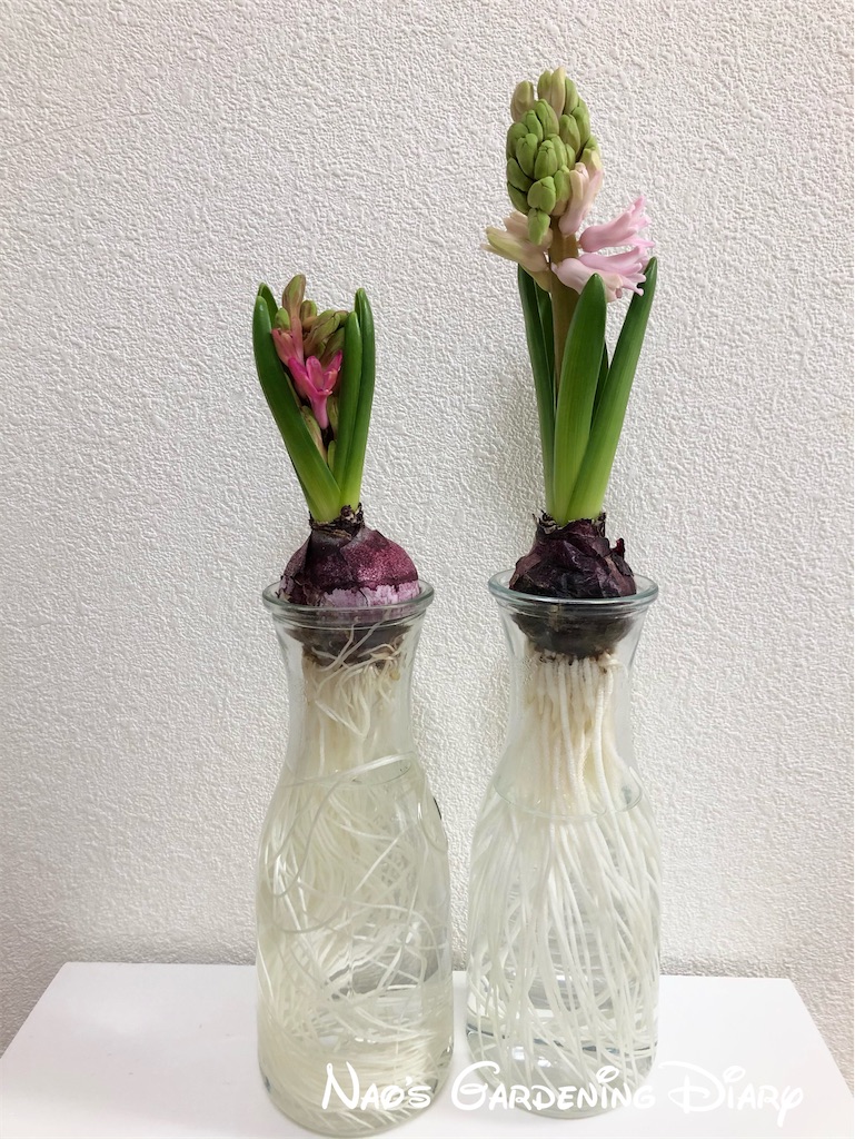 f:id:christmas_rose_2019:20220126111339j:plain