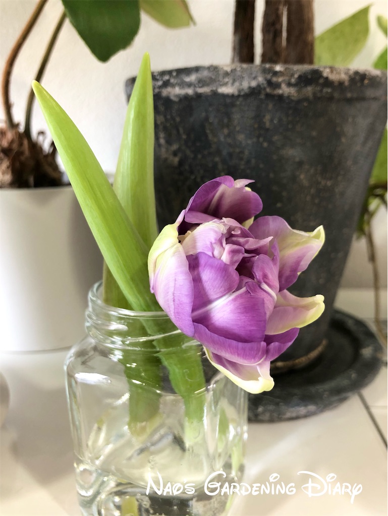 f:id:christmas_rose_2019:20220126111416j:plain