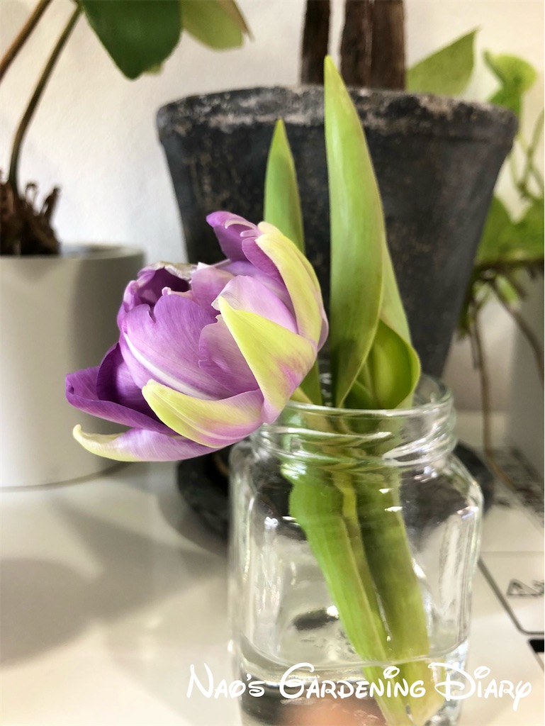 f:id:christmas_rose_2019:20220126111422j:plain