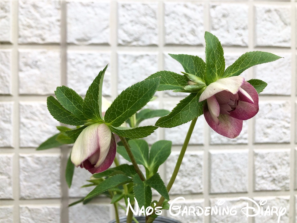 f:id:christmas_rose_2019:20220126111452j:plain