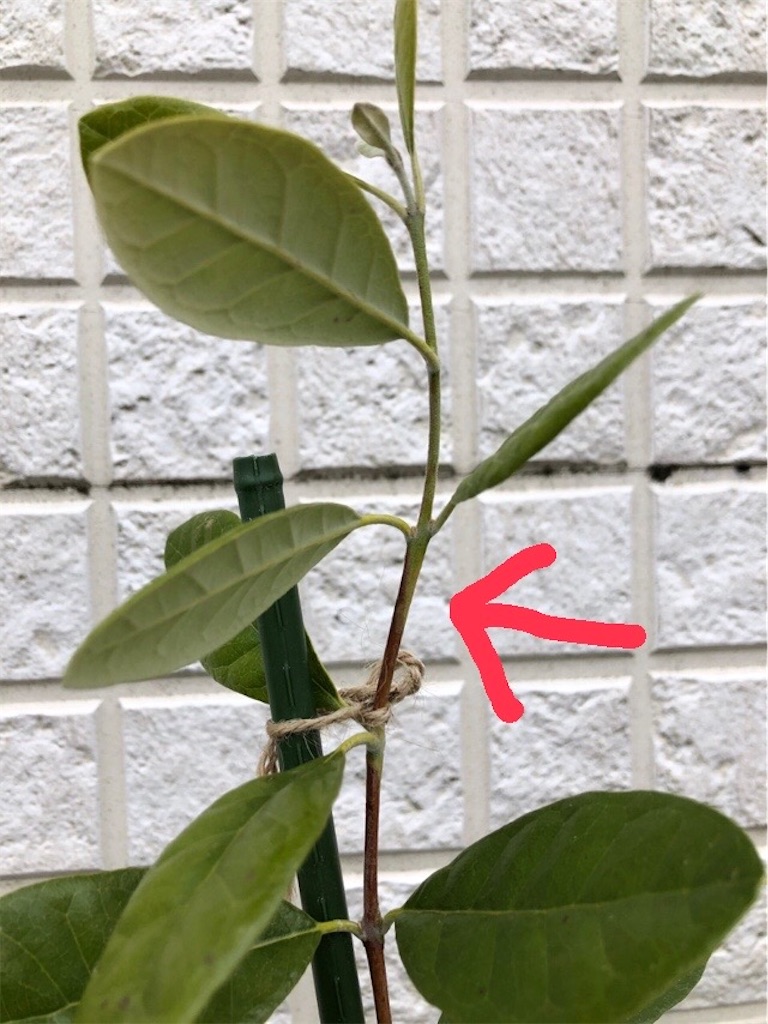 f:id:christmas_rose_2019:20220301135811j:plain