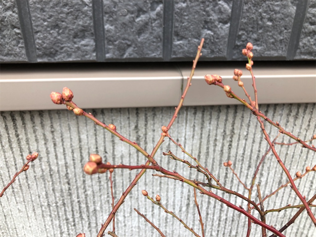 f:id:christmas_rose_2019:20220301140045j:plain