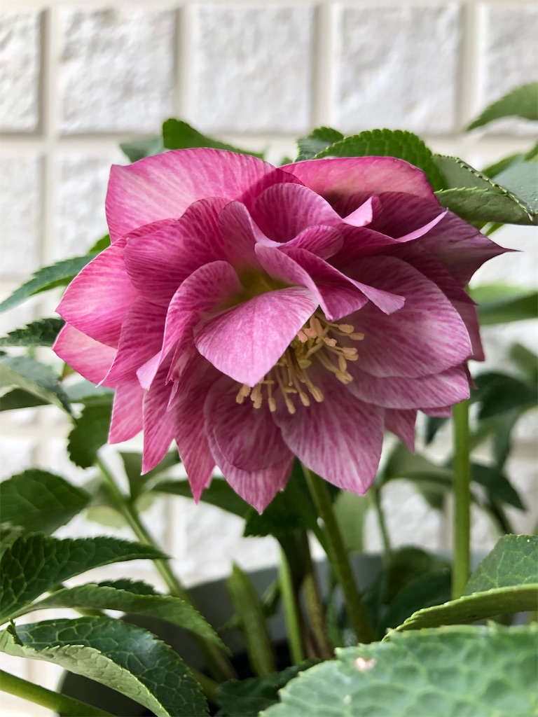 f:id:christmas_rose_2019:20220301140845j:plain