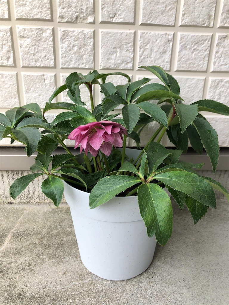 f:id:christmas_rose_2019:20220301140849j:plain