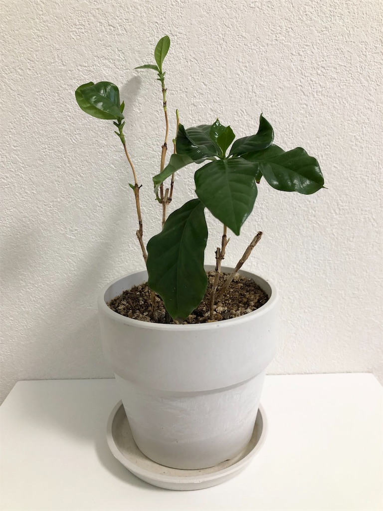 f:id:christmas_rose_2019:20220301142018j:plain