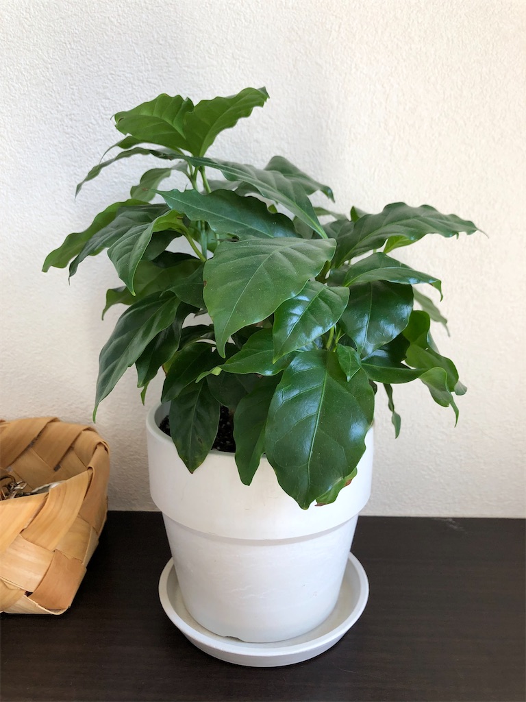f:id:christmas_rose_2019:20220301142346j:plain