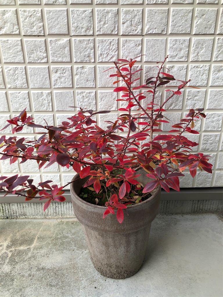 f:id:christmas_rose_2019:20220301142702j:plain