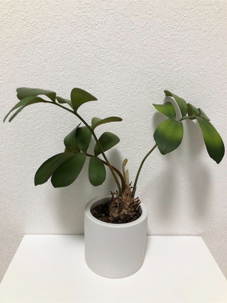 f:id:christmas_rose_2019:20220330201044j:plain
