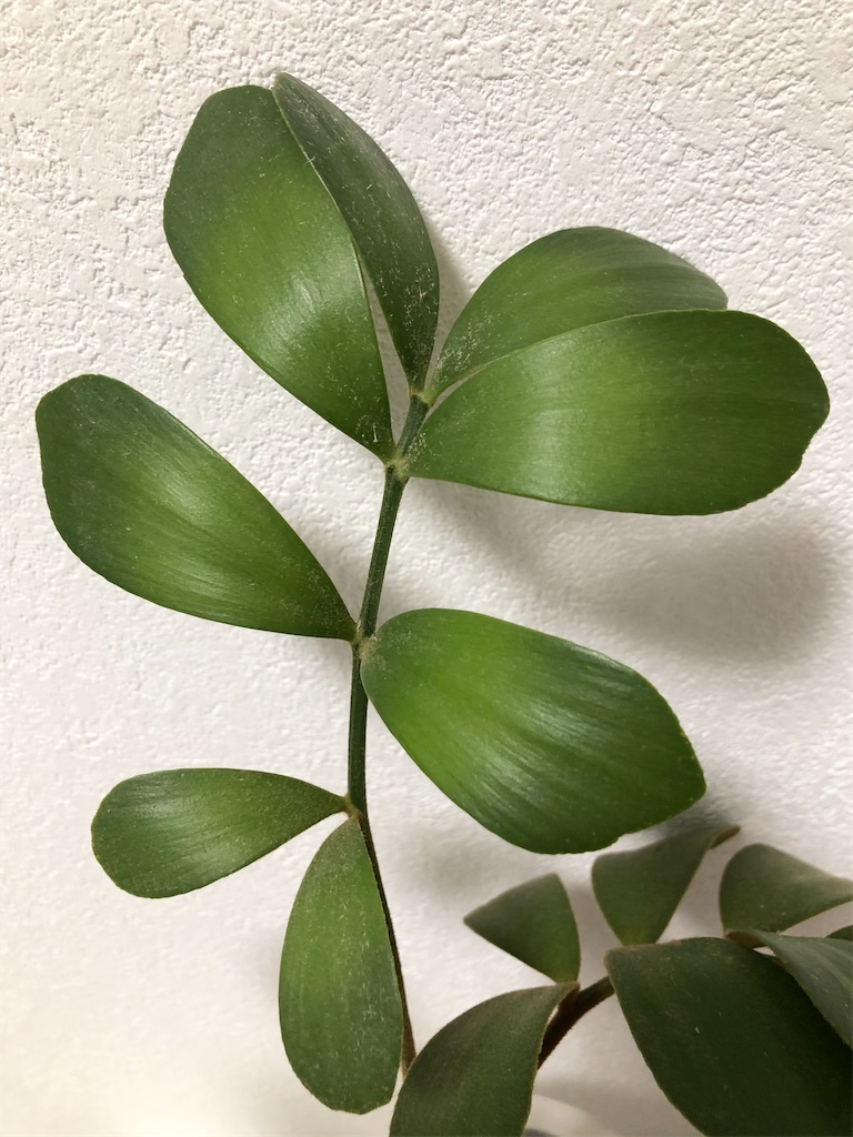 f:id:christmas_rose_2019:20220330201219j:plain