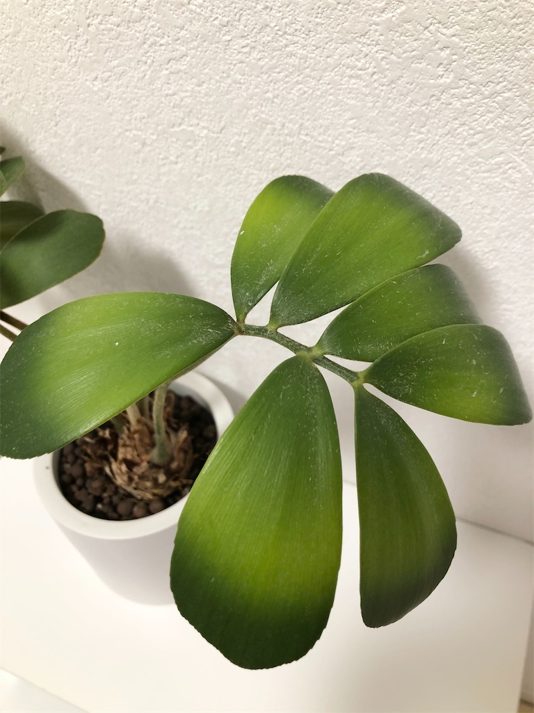 f:id:christmas_rose_2019:20220330201223j:plain