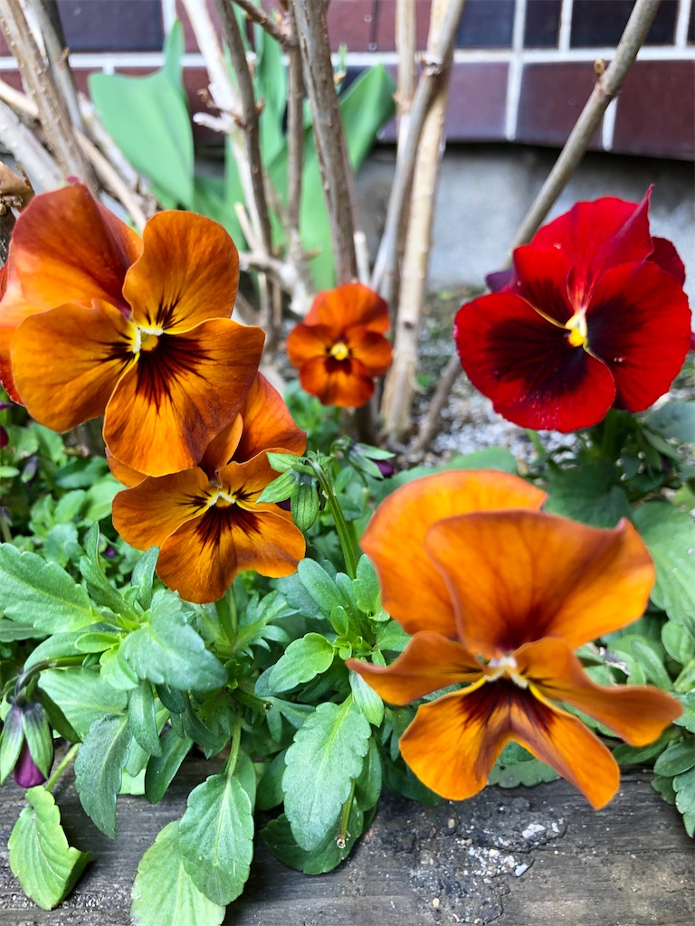 f:id:christmas_rose_2019:20220330201640j:plain