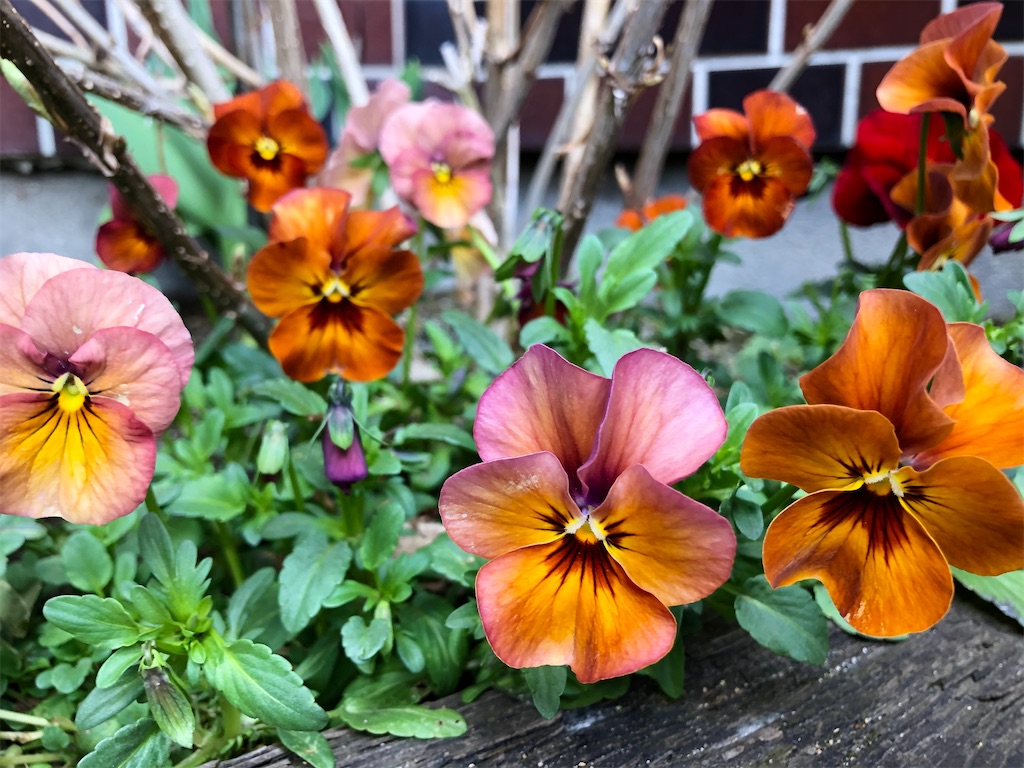 f:id:christmas_rose_2019:20220330201648j:plain