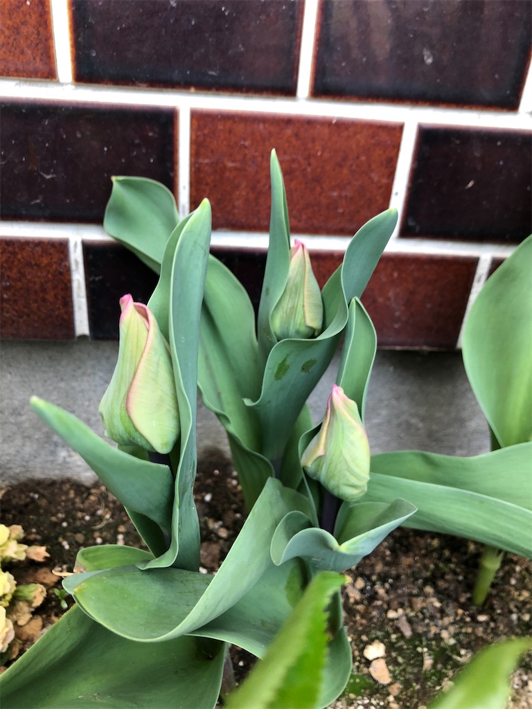 f:id:christmas_rose_2019:20220406194829j:plain