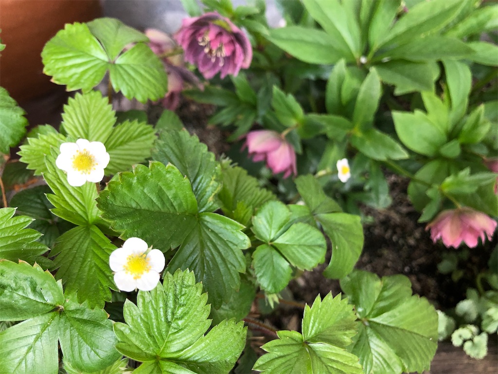 f:id:christmas_rose_2019:20220406194833j:plain